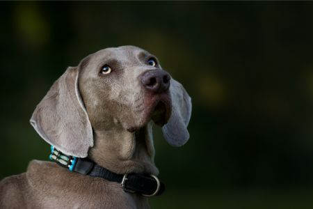 labmaraner hond