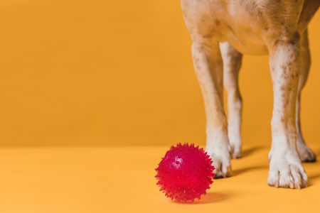 latex speelgoed voor honden