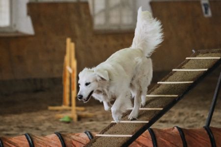 loopplank hond topmast