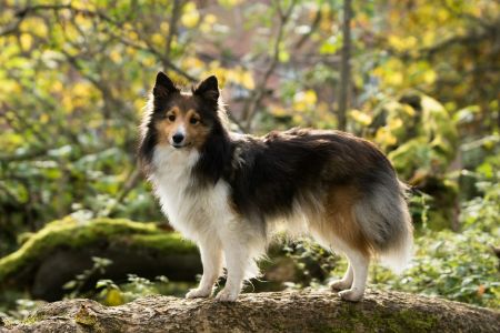 sheltie hond