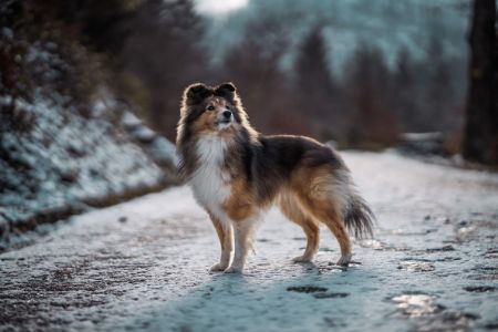 shetland sheep dog