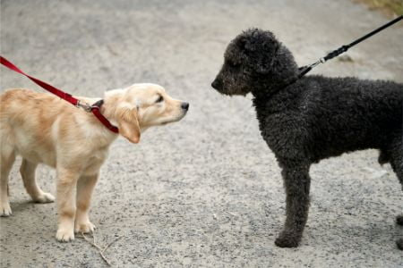 spaanse waterhond karakter spaanse waterhond karakter