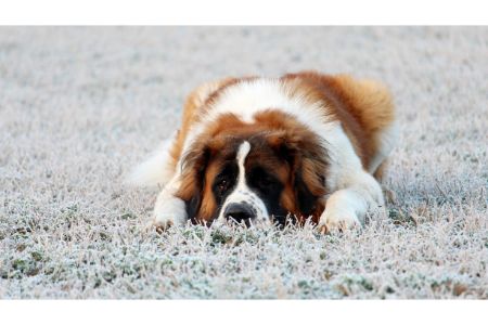 st bernard hond st bernard hond