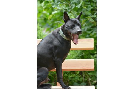 thai ridgeback hond thai ridgeback hond