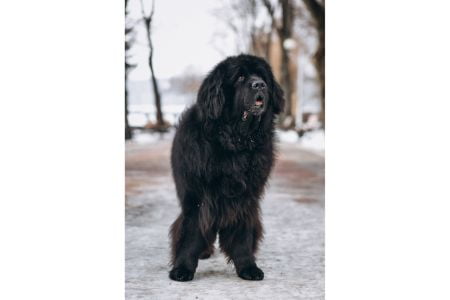 tibetaanse mastiff hond tibetaanse mastiff hond