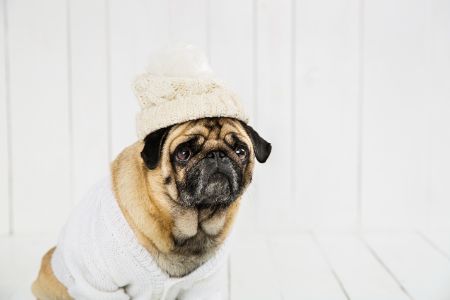 trui hond trixie trui hond trixie