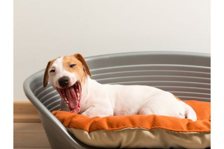 zachte hondenmand zachte hondenmand