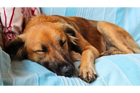 zachte mand hond zachte mand hond