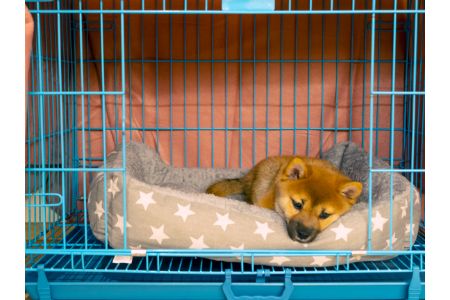 Intratuin hondenbench