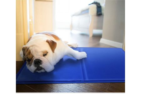 Intratuin koelmat alternatief Intratuin koelmat alternatief