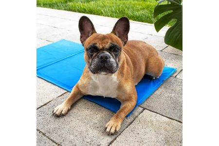 Intratuin koelmat Intratuin koelmat