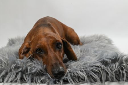 Intratuin kussen hond Intratuin kussen hond