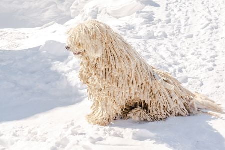 Komondor Komondor