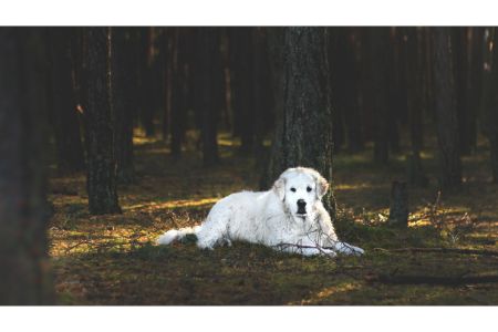 Kuvasz Kuvasz