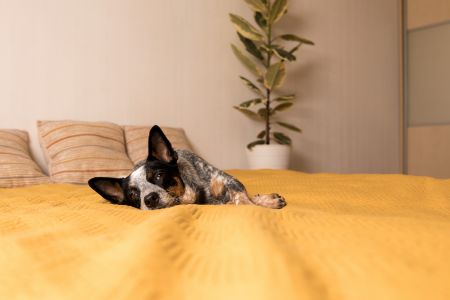 action honden kussen