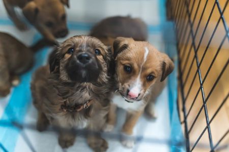 bench hond Intratuin