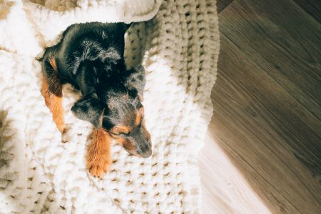 honden kussen Ranzijn honden kussen Ranzijn