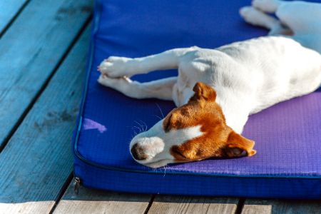 honden ligbed Jumper honden ligbed Jumper