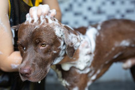 honden shampoo ah honden shampoo ah
