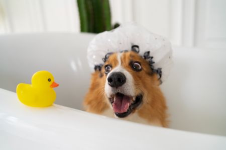 honden shampoo lidl alternatief honden shampoo lidl alternatief