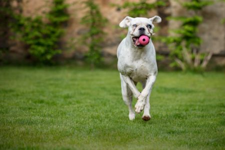 honden werpstok honden werpstok