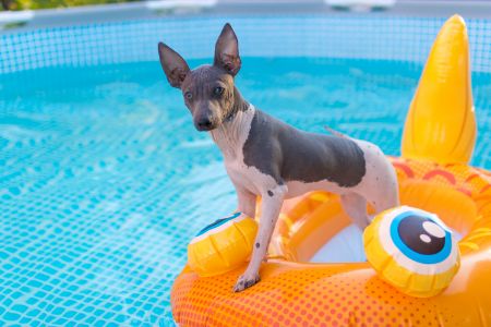 honden zwembad intratuin