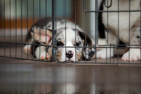 hondenbench Welkoop alternatief