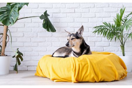 hondenkussen Jumper