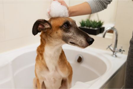 hondenshampoo etos hondenshampoo etos