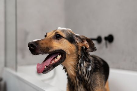 hondenshampoo lidl alternatief hondenshampoo lidl alternatief