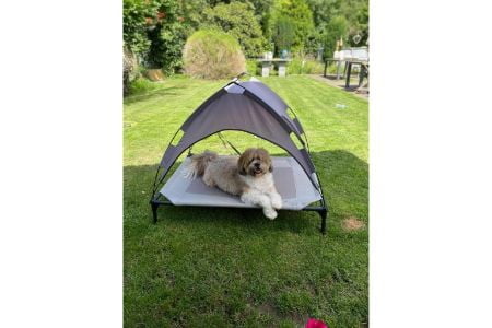 hondenstretcher Welkoop