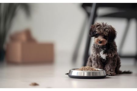 hondenvoeding met lam