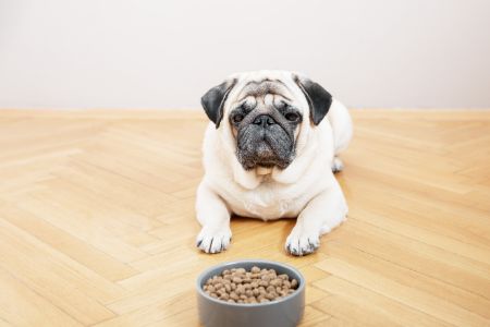 hondenvoeding zalm hondenvoeding zalm