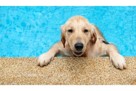 hondenzwembad kruidvat