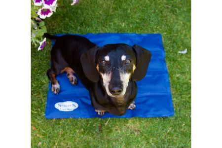 koelmat hond Intratuin koelmat hond Intratuin