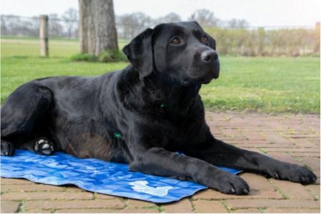koelmat hond welkoop koelmat hond welkoop