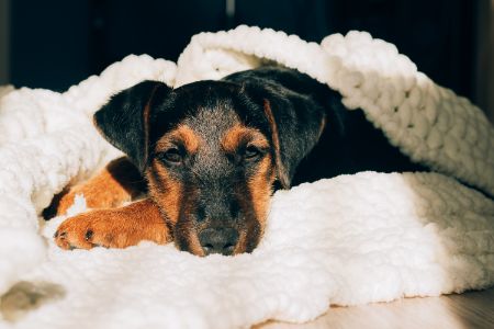 kussen hond Intratuin kussen hond Intratuin