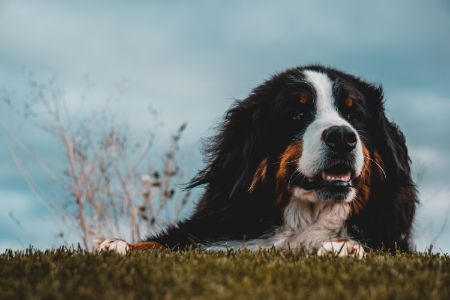 sennenhond sennenhond