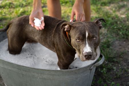 shampoo hond ah shampoo hond ah