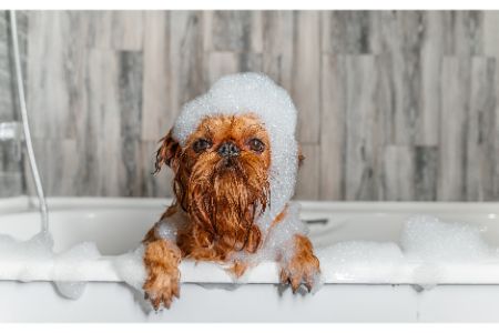 shampoo hond jumper alternatief shampoo hond jumper alternatief