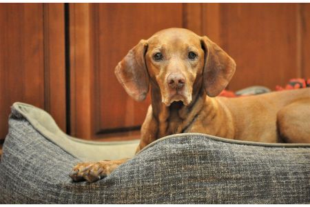vizsla hond vizsla hond