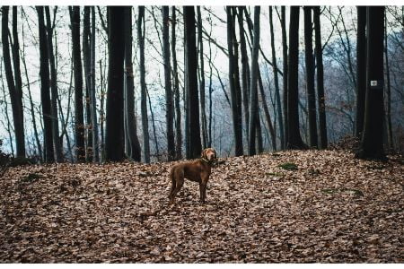 vizsla honden vizsla honden
