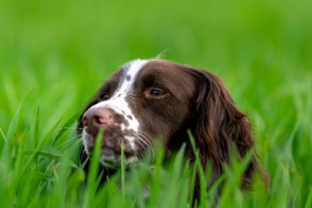 waarom eet een hond gras waarom eet een hond gras