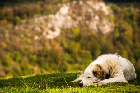 waarom eten honden gras waarom eten honden gras