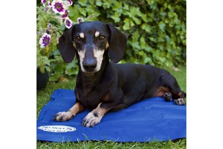 welkoop koelmat hond welkoop koelmat hond