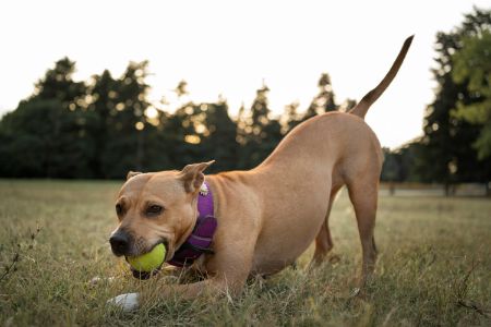 werpstok hond werpstok hond