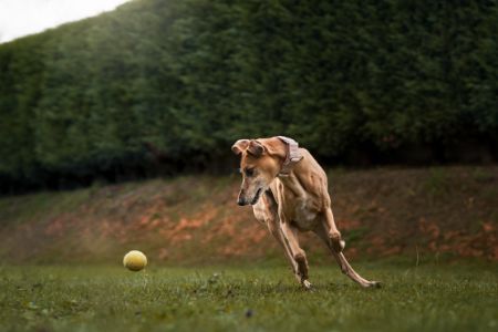 werpstok voor honden werpstok voor honden