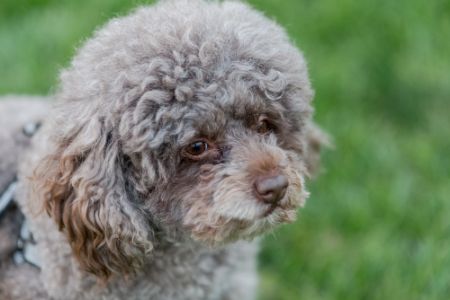 Lagotto Romagnolo Lagotto Romagnolo