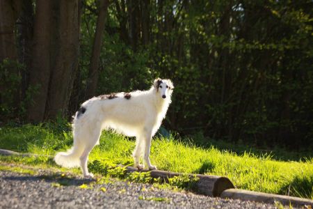 borzoi hond borzoi hond