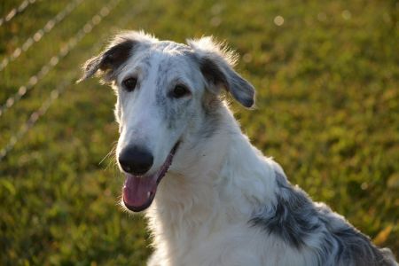 borzoi karakter borzoi karakter